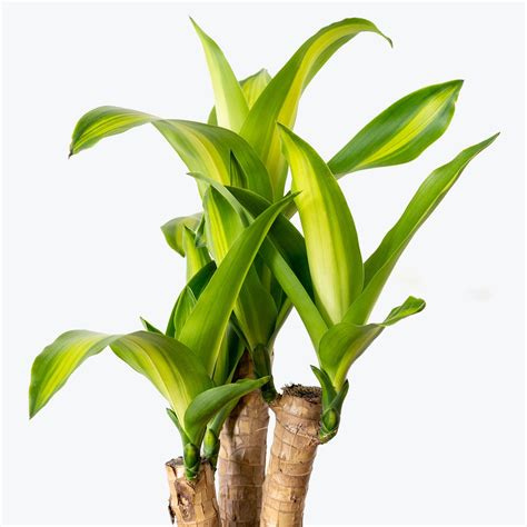 Dracaena Fragrans Massangeana - Mass Cane - Corn Plant - House Plants ...