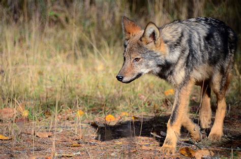 Endangered Species In Ontario