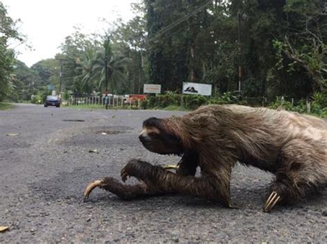 Slowest Moving Living Things