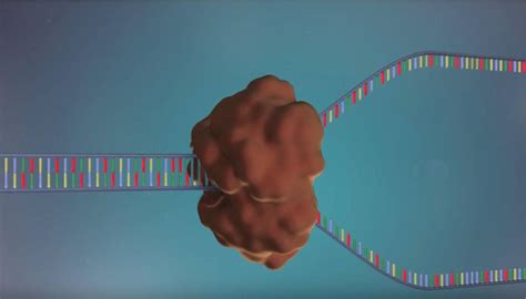 DNA Replication Animation 的图像结果