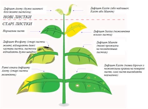 Живлення кімнатних рослин із грунту