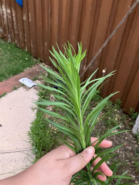 Very tall weed? : r/PlantIdentification