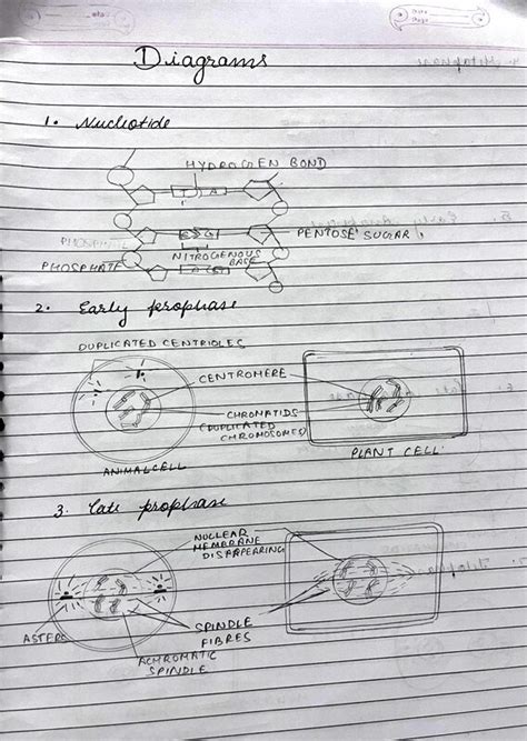 IMPORTANT DIAGRAMS - ShareMyNotes | Digital Notes & Study Materials