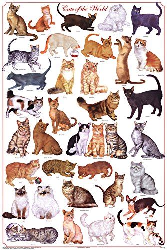 Buy Laminated Cats of the World Educational Science Chart Laminated 24 ...