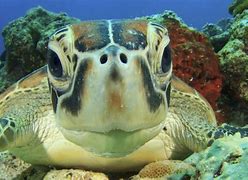 Image result for Cutest Aquatic Animals