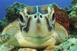 Image result for Cutest Sea Animals