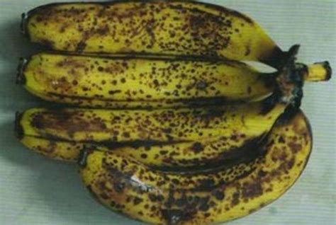 香蕉皮变黑之后，是腐烂坏掉了吗？告诉你这样的香蕉还能不能吃_斑点