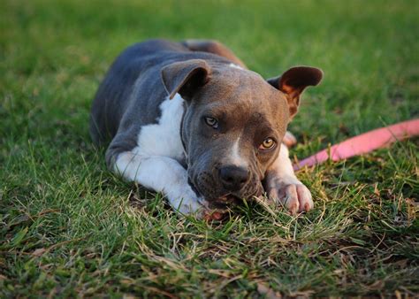 How Long Do Pitbulls Live? The Life Expectancy of a Pitbull - Pitbulls ...