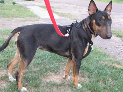 doberman greyhound mix - Google Search | Doberman mix, Terrier dog ...