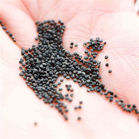 Purslane Green Edible Leaves Seeds