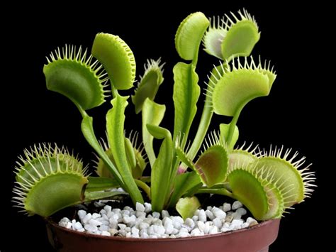 Venus Flytrap Wallpapers - Wallpaper Cave