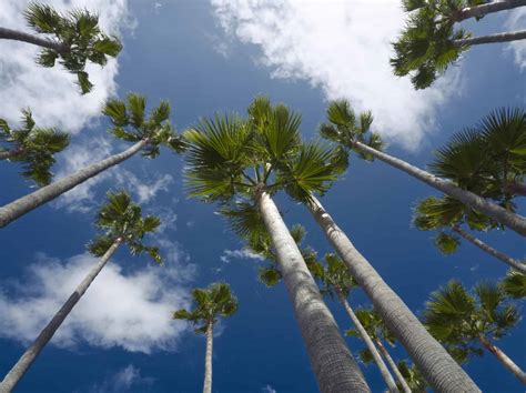 King Palm Tree - A-Z Animals