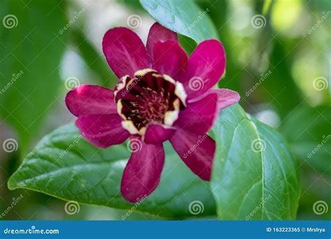 Close-up of a Pink Aphrodite Sweet Shrub-calycanthus Floridus Stock ...