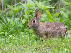 Image result for Eastern Cottontail Litter