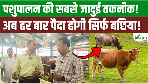 Good news cattle farmers cows now give birth more female calves learn ...