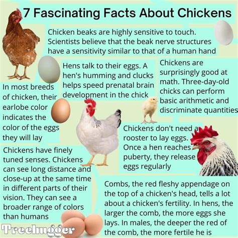 Fun Facts About Chickens