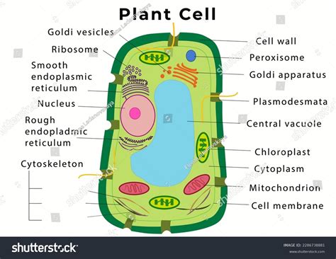 Nature Science Cell 的图像结果