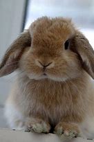 Image result for Black Baby Holland Lop Bunnies