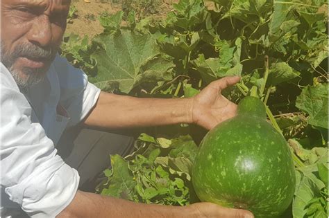 FRUITS & VEGETABLE GARDEN