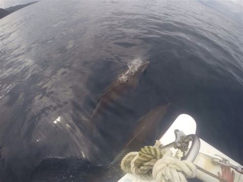 ISLAND GIRL CATAMARAN (Scarborough) - What to Know Before You Go