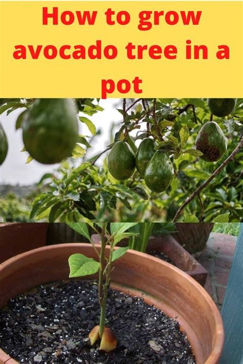 Image result for Planting Avocado Tree