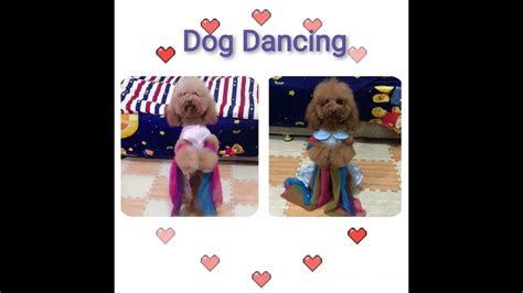 「抖音宠物跳舞💃」你见过可爱萌宠狗狗跳蒙古族转圈舞蹈吗 TikTok Dog Dancing - YouTube