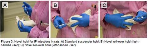 Image result for Intraperitoneal Injection Animals