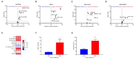 EVI2B Is a New Prognostic Biomarker in Metastatic Melanoma with ...
