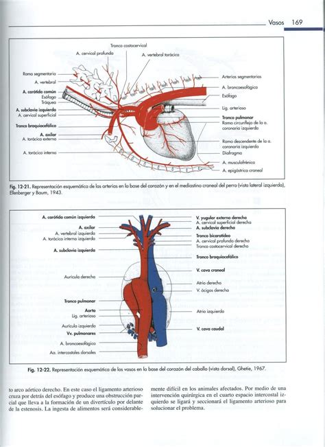 Pin de mafer chavez en veterinaria | Medicina veterinaria, Anatomia ...