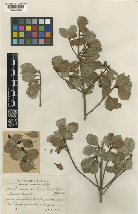 Ternstroemia selleana Ekman & O.C.Schmidt | Plants of the World Online ...