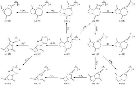 Image result for Fragmentation Pathways