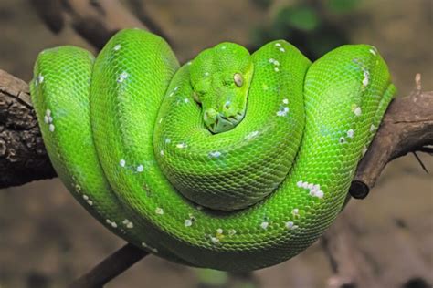 Image result for Green Tree Python Habitat