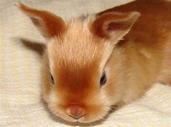 Image result for Mini Rabbit Breeds