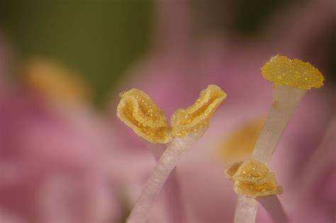 Callicarpa americana - American beauty berry | Fairchild Botanic Garden