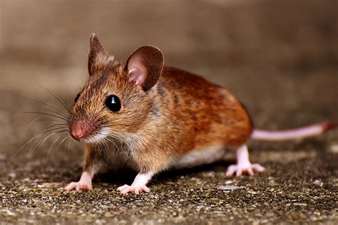老鼠爬上床、虱子成群出现咬人，广州一小区莫名出现大量老鼠和虱子！ _管道