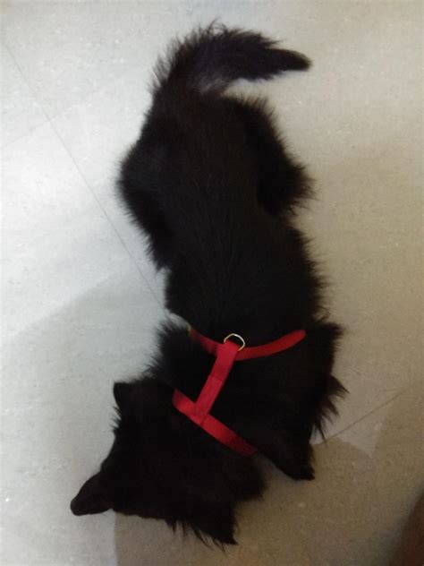 Dogspot Premium Harness Red, 15 mm (XSmall) : Amazon.in: Pet Supplies