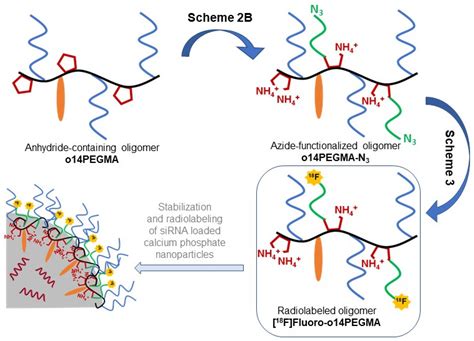 Radiofluorination of an Anionic, Azide-Functionalized Teroligomer by ...