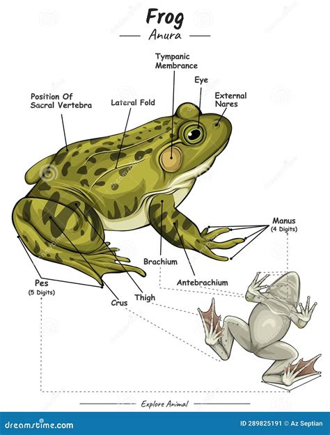 Parts of Frog or Exertnal Anatomy of Frog Stock Vector - Illustration ...