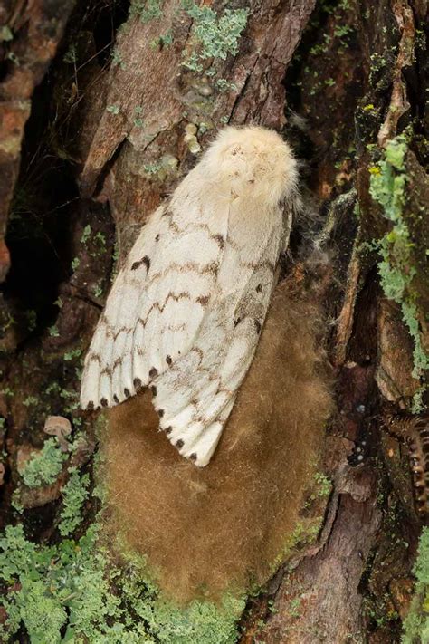 Image result for Gypsy Moth