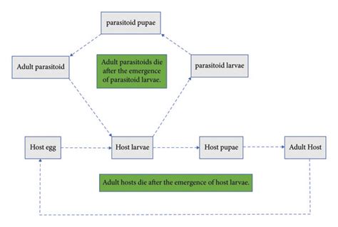Host and parasitoid life cycle. | Download Scientific Diagram