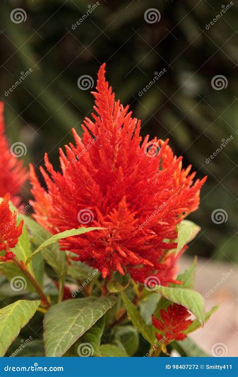Red Flower of Celosia, Also Known As Cockscomb Stock Photo - Image of ...