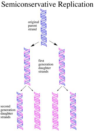 Conservative DNA Replication 的图像结果