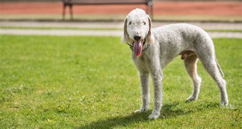 Unusual Dogs 的图像结果