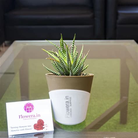 Order Mini Cactus With Zebra Succulent online | Get same day delivery ...