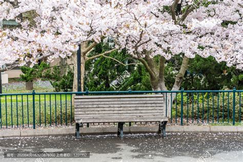 青岛中山公园樱花树下的休息椅,花卉,植物花草,摄影,汇图网www.huitu.com
