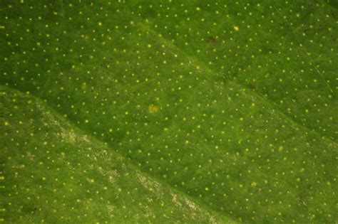 Eugenia confusa - red-berry stopper | Fairchild Botanic Garden