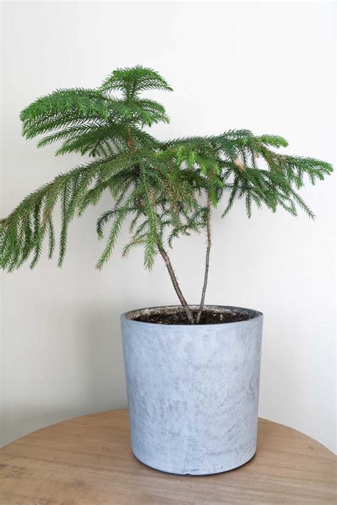 How to Grow and Care For Norfolk Island Pine Indoors - Plantglossary