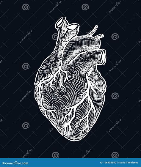 Realistic Human Heart stock vector. Illustration of line - 106305650