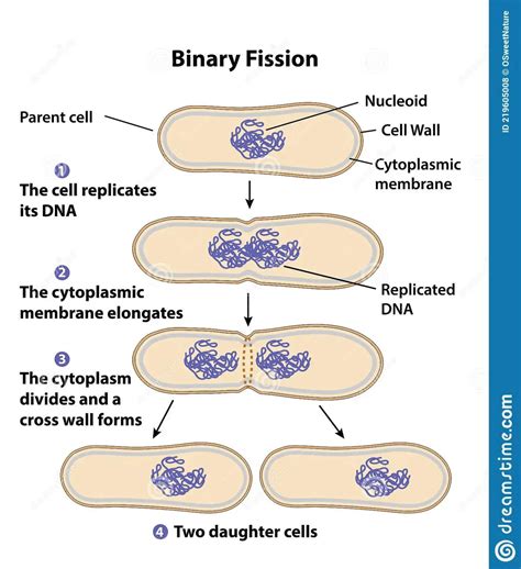 Image result for Binary Fission Examples