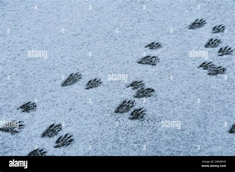 Raccoon footprint tracks in snow Stock Photo - Alamy